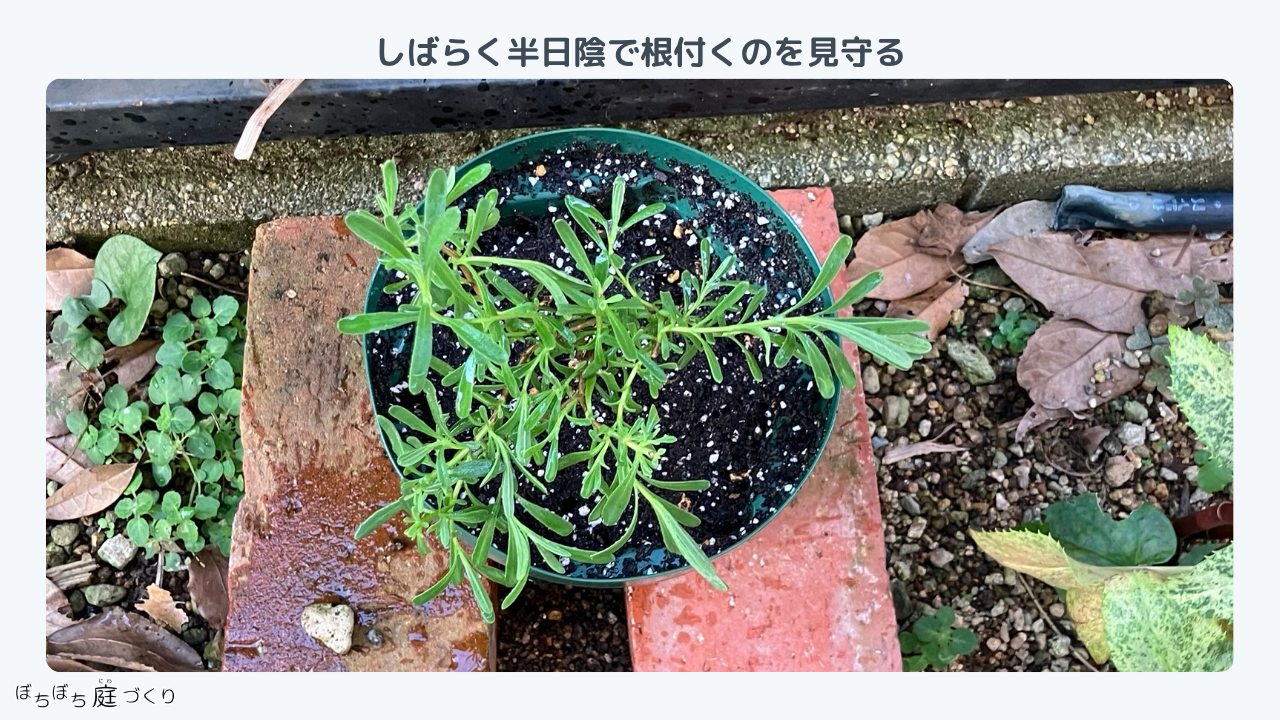 植え替えたグロッソ