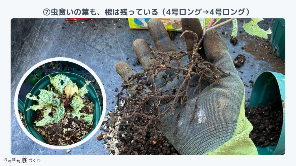 クリスマスローズの苗⑦の根、虫食いの葉でも根は残っている