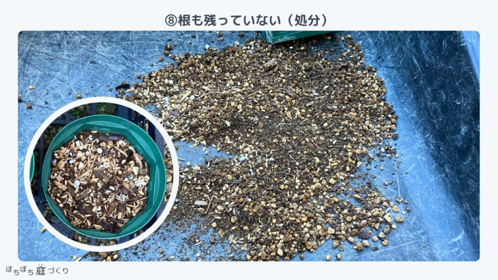 クリスマスローズの苗⑧、根も残っていない