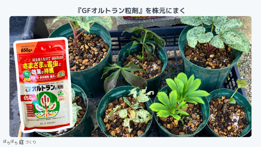 クリスマスローズの株元にまいたGFオルトラン粒剤