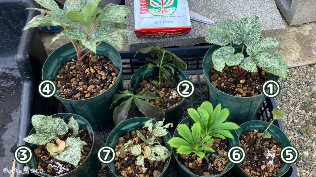 植え替えたあとのクリスマスローズの苗7鉢