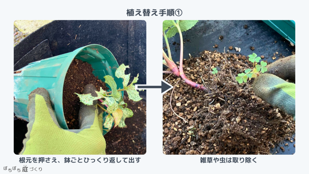 植え替え手順1、根元を押さえて鉢ごとひっくり返して出し、雑草や虫を取り除く