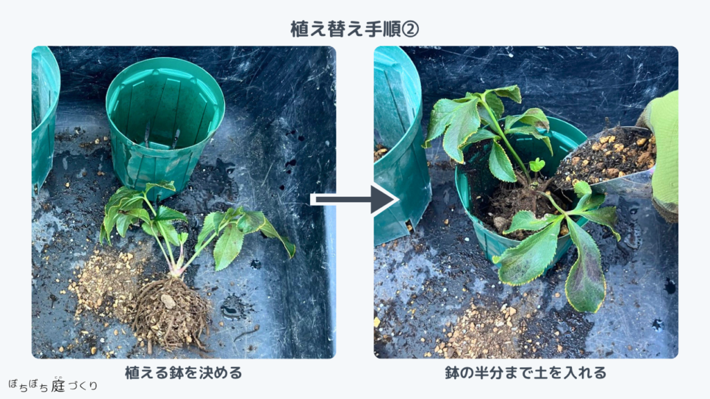 植え替え手順2、植える鉢を決めて鉢の半分まで土を入れる