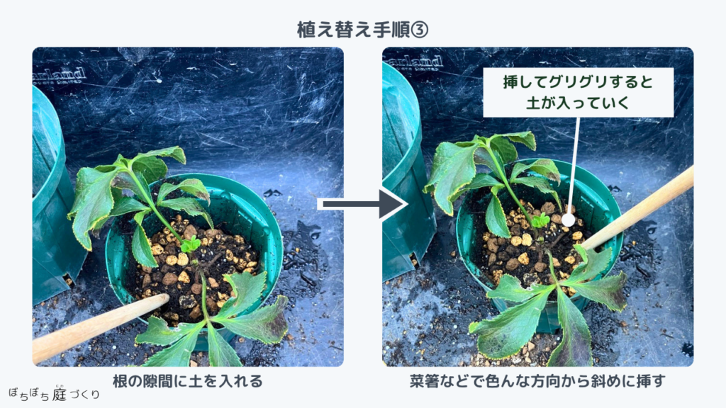 植え替え手順3、菜箸などで根のすき間に土を入れる