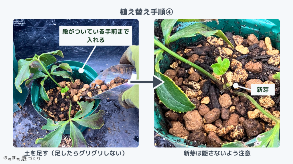 植え替え手順4、段の手前まで土を足し新芽は隠さない