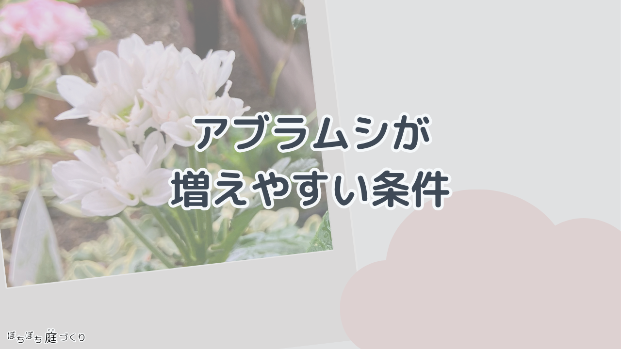 アブラムシが増えやすい条件の見出し画像
