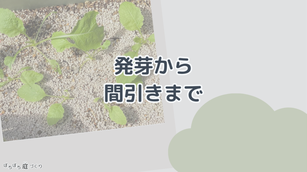 発芽から間引きまでの見出し画像