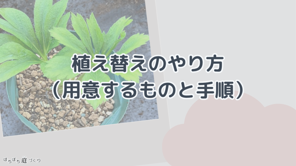 植え替えのやり方の見出し画像