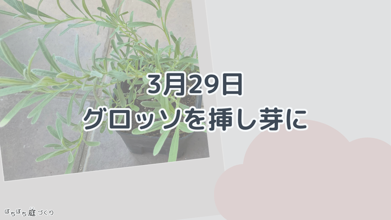 3月29日、グロッソを挿し芽にの見出し画像