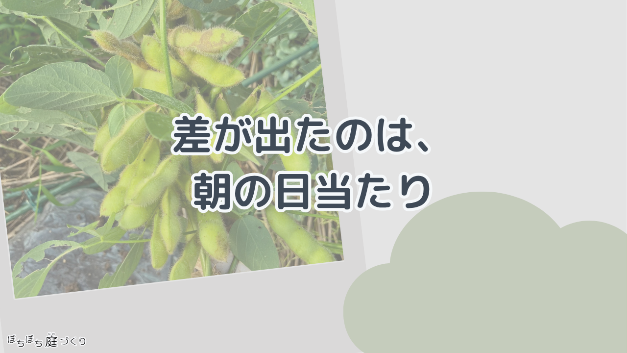 差が出たのは、朝の日当たりの見出し画像