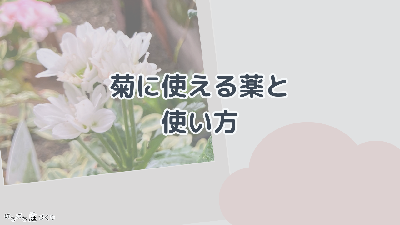 菊に使える薬と使い方の見出し画像