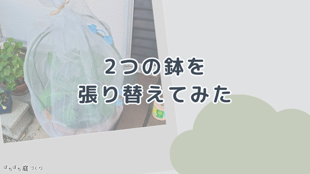 2つの鉢を張り替えてみたの見出し画像