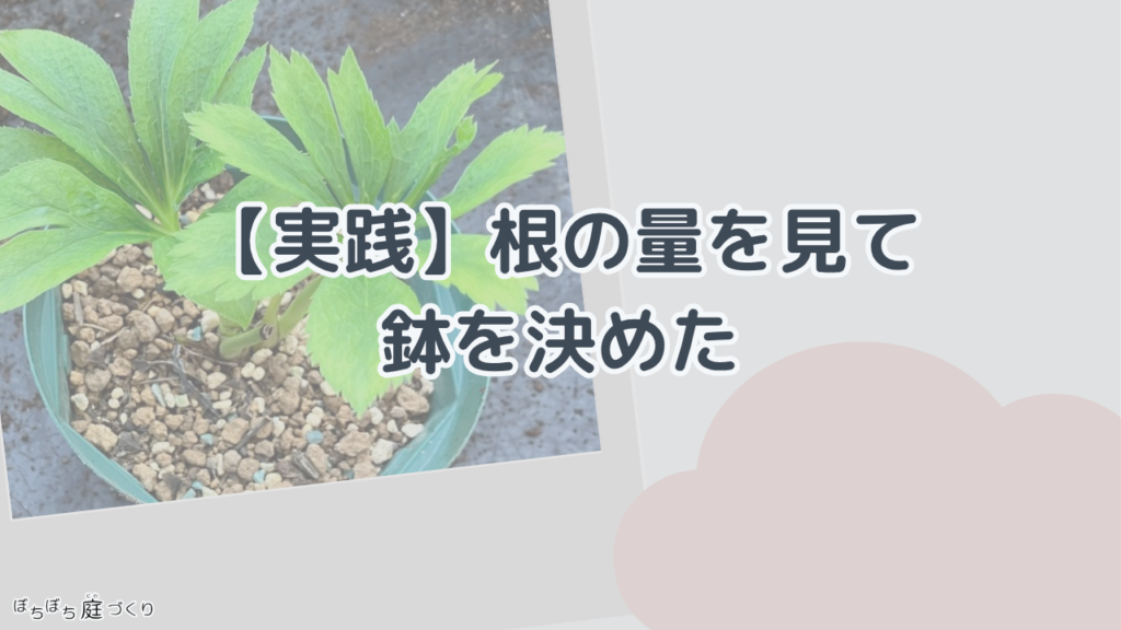 根の量を見て鉢を決めたの見出し画像