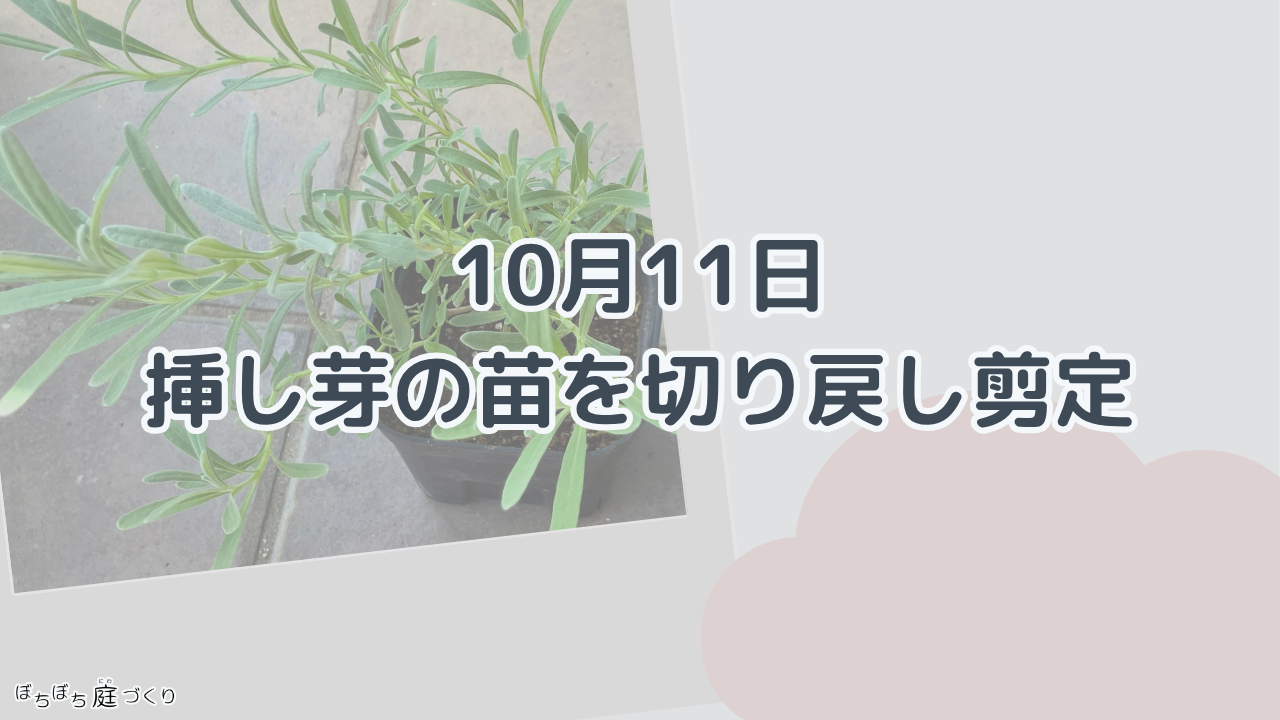 10月11日、挿し芽の苗を切り戻し剪定の見出し画像