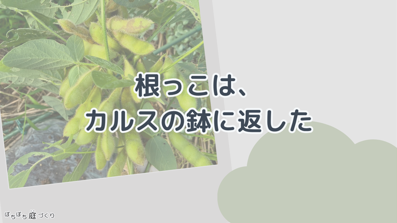 根っこは、カルスの鉢に返したの見出し画像