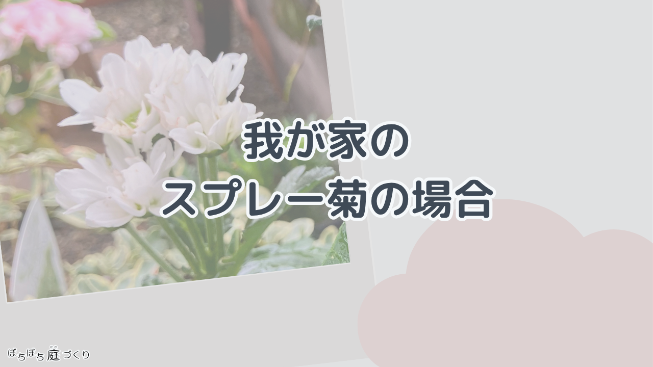 我が家のスプレー菊の場合の見出し画像