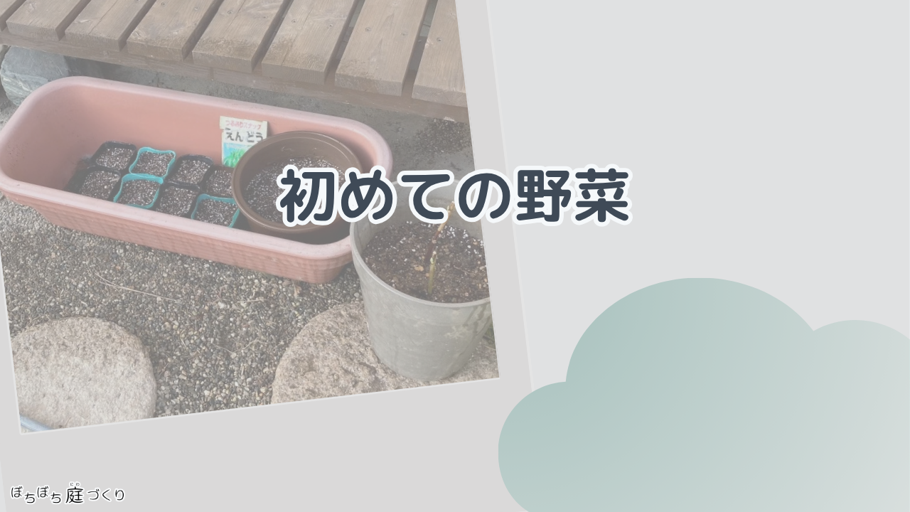 初めての野菜の見出し画像