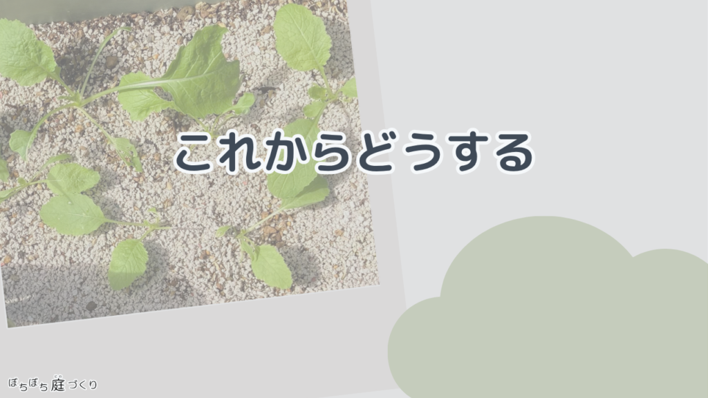これからどうするの見出し画像