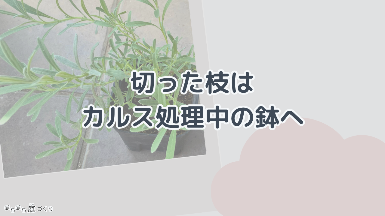 切った枝は、カルス処理中の鉢への見出し画像