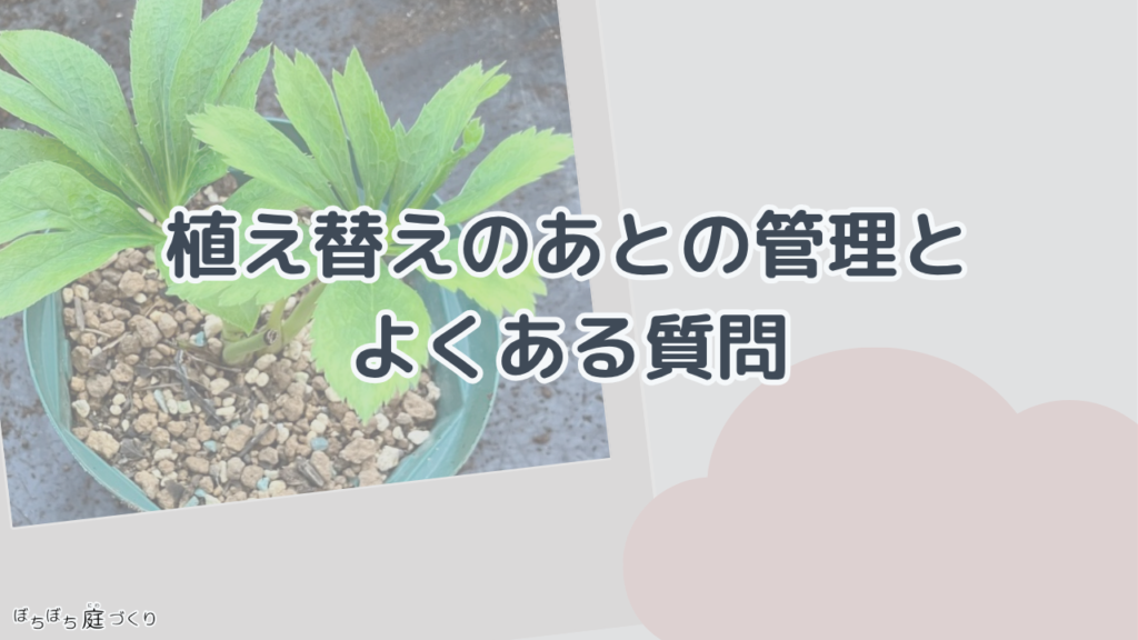 植え替えのあとの管理とよくある質問の見出し画像