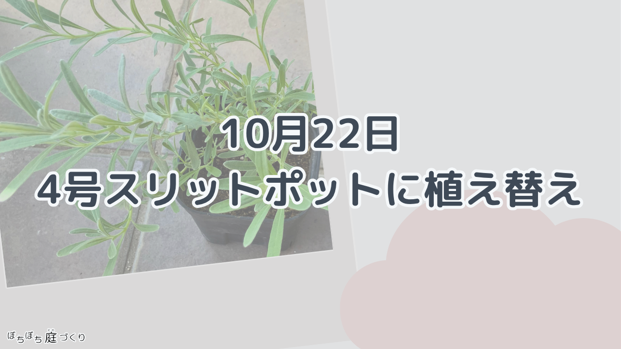10月22日、4号スリットポットに植え替えの見出し画像