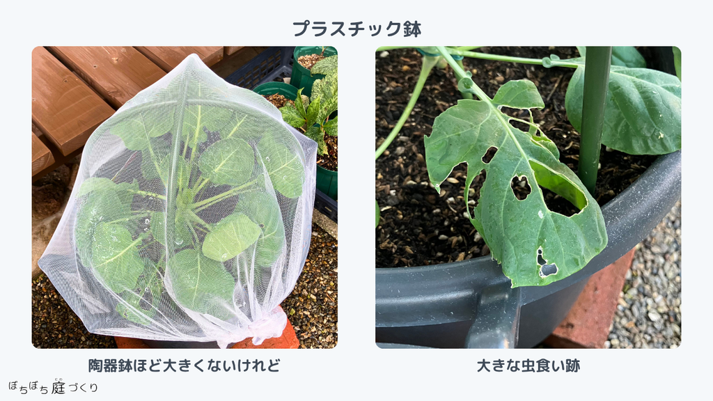 プラスチック鉢の芽キャベツ。大きな虫食い跡がある