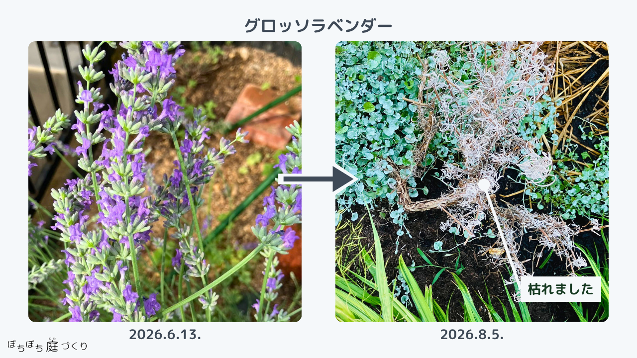 咲いていたグロッソと、枯れて抜いたグロッソ