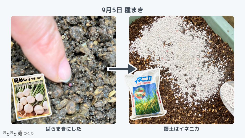小かぶの種をばらまきにして、イネニカで覆土したところ