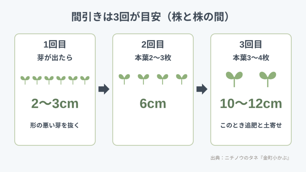 カブの間引きは3回が目安。芽が出たら2〜3cm、本葉2〜3枚で6cm、本葉3〜4枚で10〜12cm