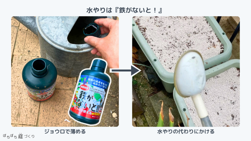 鉄がないと!をジョウロで薄めて、種をまいたプランターにかけるところ