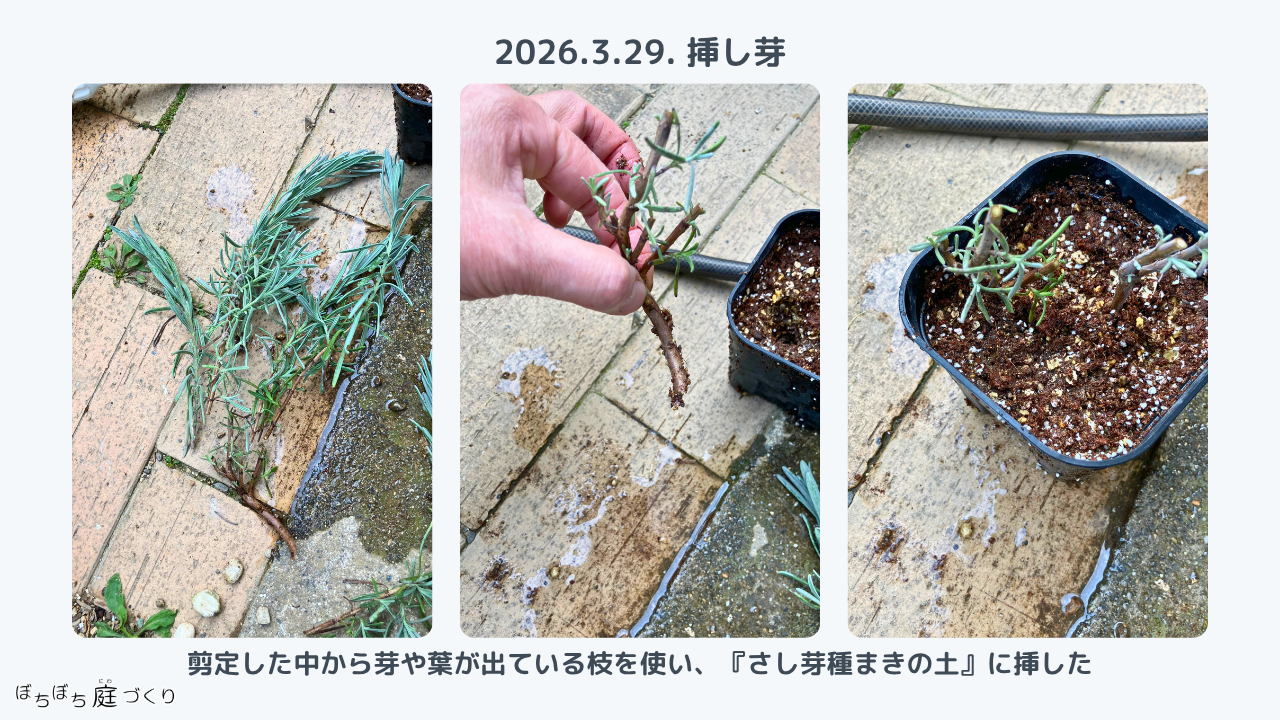 グロッソの挿し芽の手順