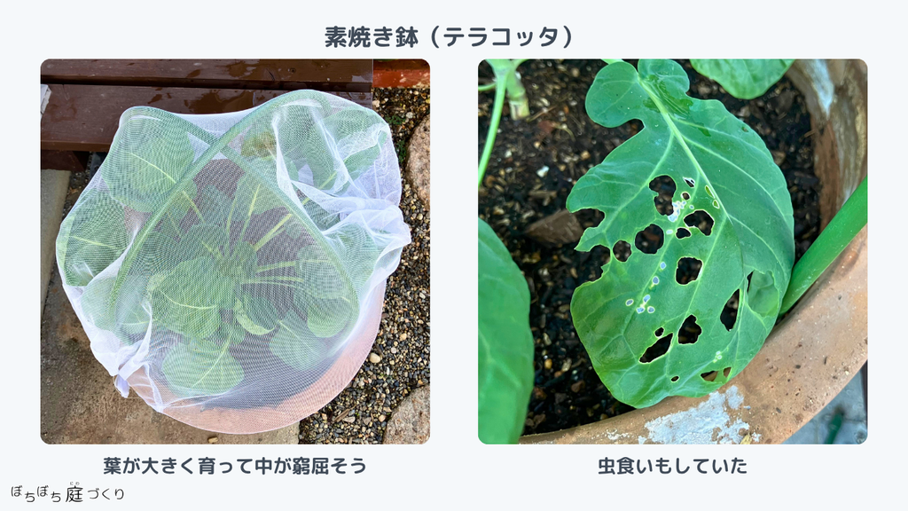 素焼き鉢の芽キャベツ。葉が大きく育って中が窮屈そうで、虫食いもしていた