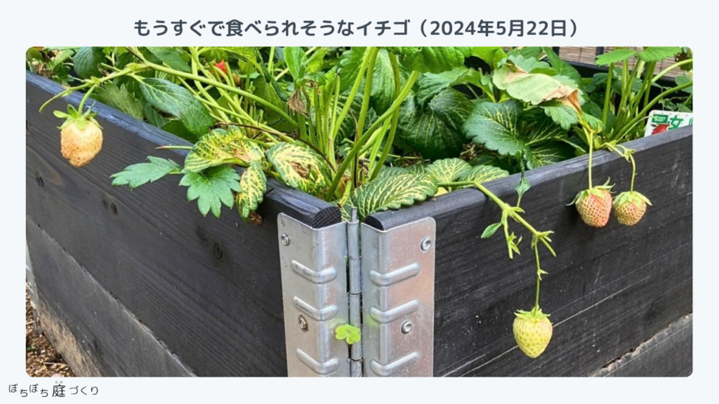 木の枠からこぼれるように実をつけたイチゴ